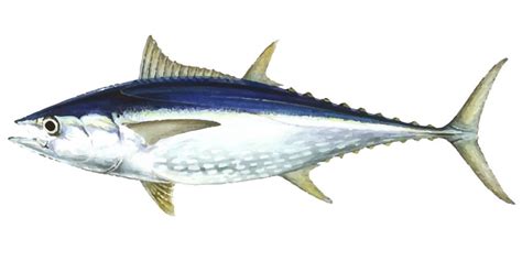 Longtail Tuna Where To Catch Longtail Tuna Fishing Spots