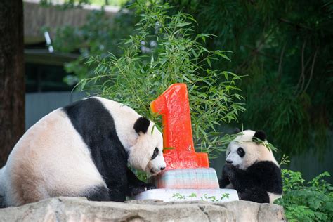 50 years of ‘adorable antics’: National Zoo celebrates giant pandas