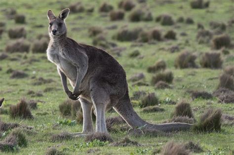 Eastern Grey Kangaroo Animals Wiki Fandom