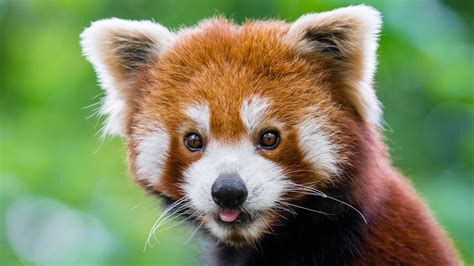 Desktop Wallpaper Cute Red Panda Muzzle Animal Hd