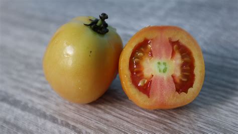 Gambar Tomat Buah Naranjilla Menanam Solanum Menghasilkan