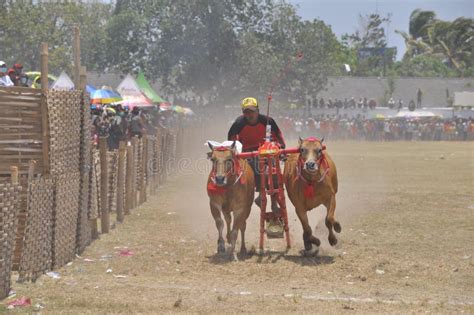 Le Sapi De Karapan Est Un Festival De Course De Taureaux Traditionnel