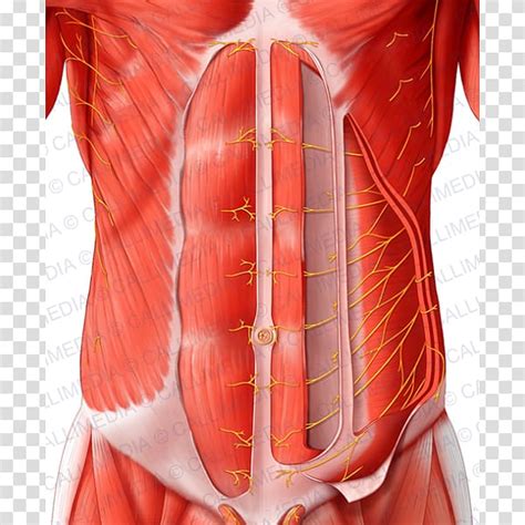 Abdominal Anatomy Anatomy Of The Posterior Abdominal Wall Medical