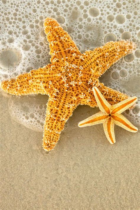 Фото Две морские звезды на пляже