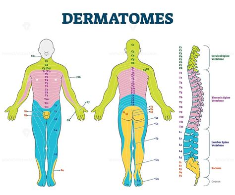 Dermatomes Vector Illustration Vectormine