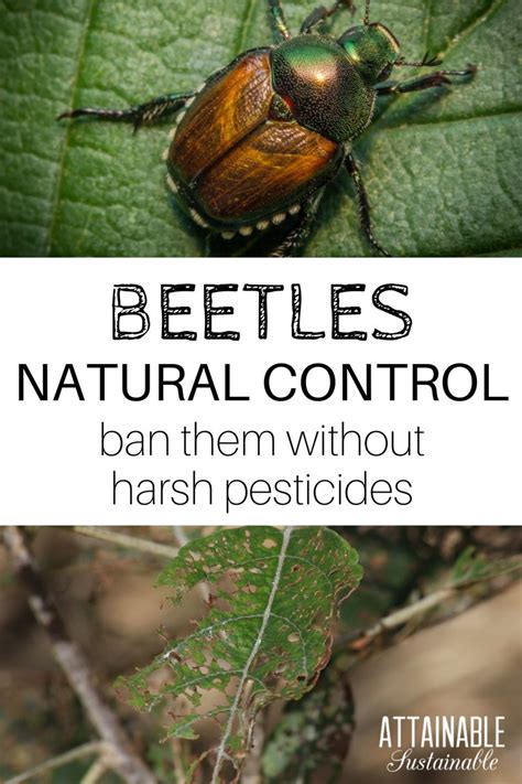 japanese beetle control vegetable garden agnes tkm