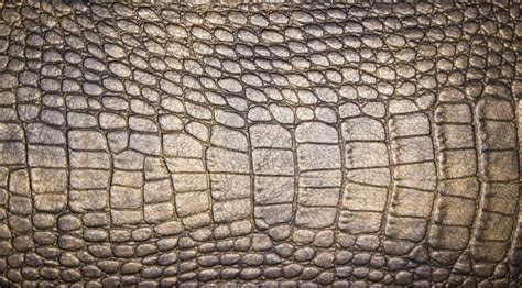 Crocodile Skin Background Stock Image Image Of Light 146614305