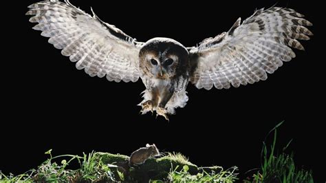 An owl's diet can be very diverse, due to their ability to adapt to locally abundant food sources. What Do Owls Eat? | Reference.com