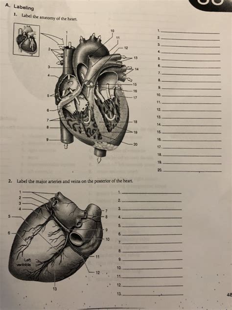 Superior and inferior vena cava, femoral vein, jugular vein, pulmonary vein major arteries: Anatomy And Physiology Archive | February 15, 2018 | Chegg.com