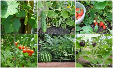 Vegetables To Grow At Home In India Best Vegetable In The World