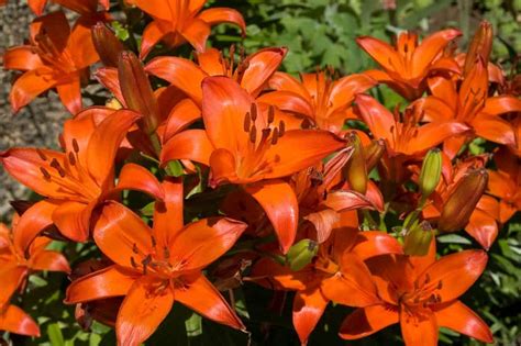 40 Different Types Of Lilies For Your Garden