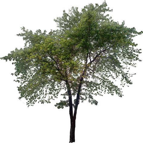 Tall-Tree.png (1004×1004) | Landscape elements, Landscape trees, Landscape sketch