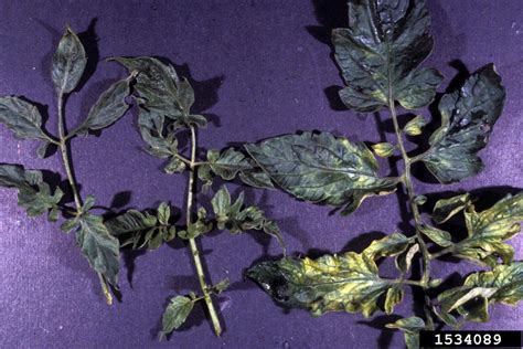 Companion Planting Parsley And Tomatoes - Companion Planting Medicinal Herbs