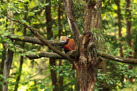 Why Are Red Pandas Endangered? - WorldAtlas