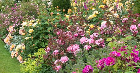 We did not find results for: Perennial Plant Companions for Roses | Florissa | Flowers ...