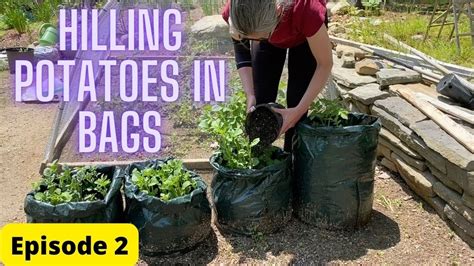 Hilling Potatoes In Grow Bags Episode 2 Youtube