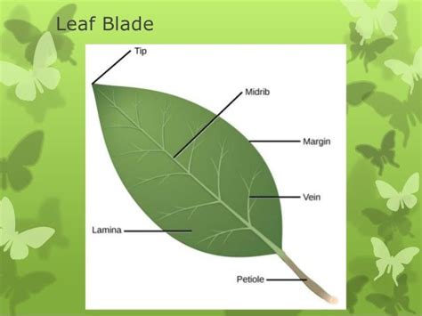 Function Of Leaf Parts 25012015 Leaf Part Function Cuticle Epidermis