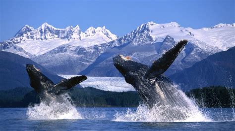 Two Humpback Whales Breaching In The Waters Of Alaska Hd Wallpaper