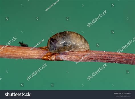 Dioprosopa Images Stock Photos And Vectors Shutterstock