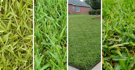 The Best Grass For North Texas 4 Types For A Lush Lawn