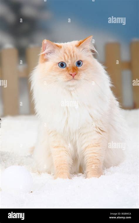 Neva Masquarade Tomcat Red Tabby Point White Siberian Forest Cat