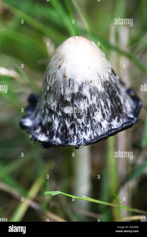 A Close Up Shot Of A Shaggy Ink Cap Mushroom Or Fungus Coprinus