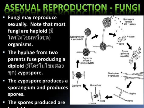 How Does Asexual Reproduction Occur In Fungi My Xxx Hot Girl