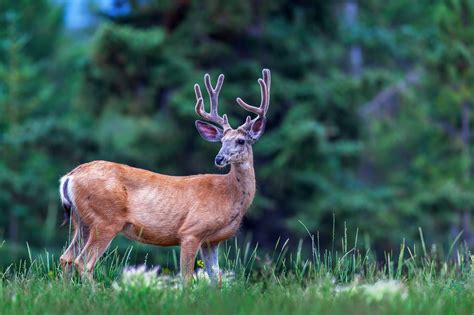 Whitetail Deer Buck In Velvet Fine Art Photo Print Photos By Joseph C