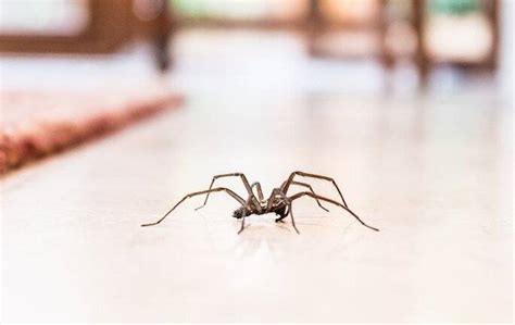 Together they have raised over 0. Tag - spider infestation