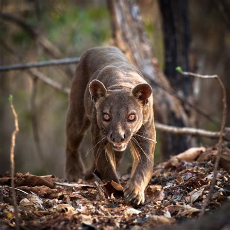 55 Best Fossa Images On Pinterest Wild Animals Animal Pictures And