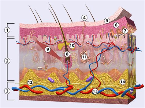 Aufbau Der Haut Bilder
