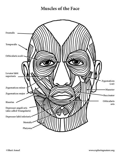 Muscles Of Facial Expression And Mastication Chewing
