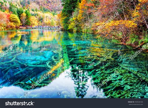 Amazing View Submerged Tree Trunks Azure Stock Photo 450546169