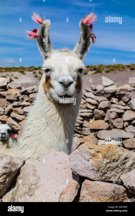 Head And Neck Of A Llama Facing Forward With Ears Decorated With Red