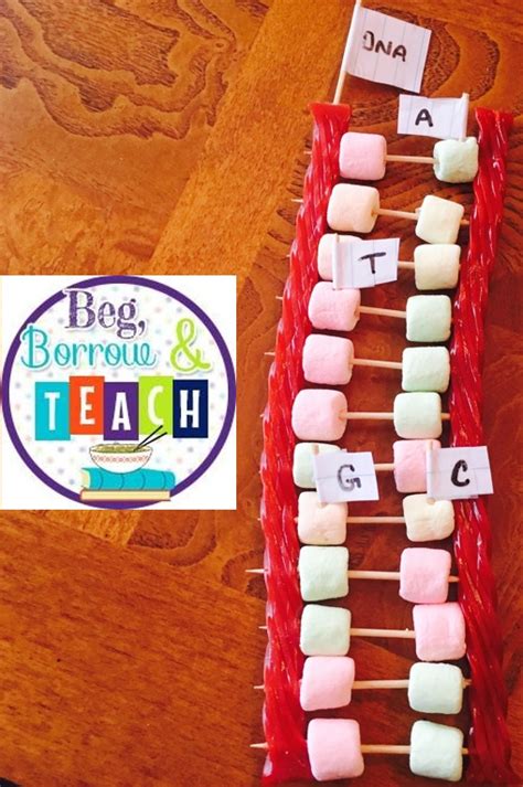Beg Borrow And Teach Using Candy To Teach Dna