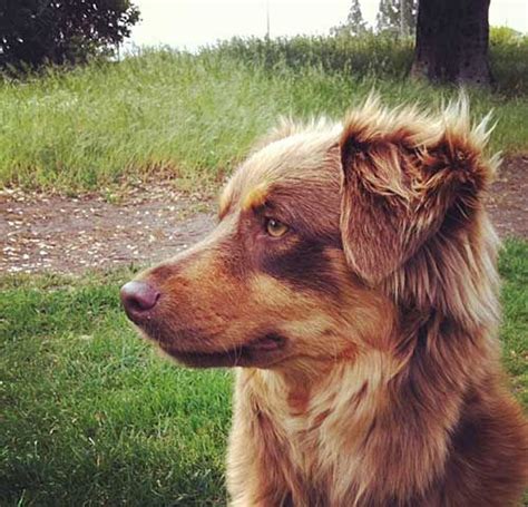 If you live somewhere other than the us, check with your local shelter / pet store to see how much they cost. Pinterest • The world's catalog of ideas