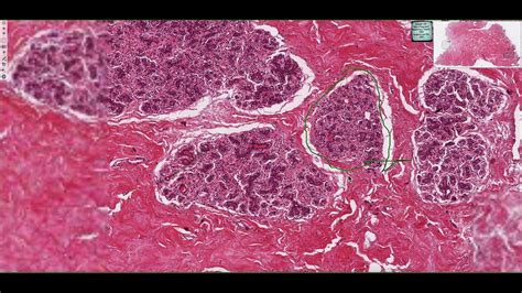 Histology Of The Mammary Gland 4k Youtube