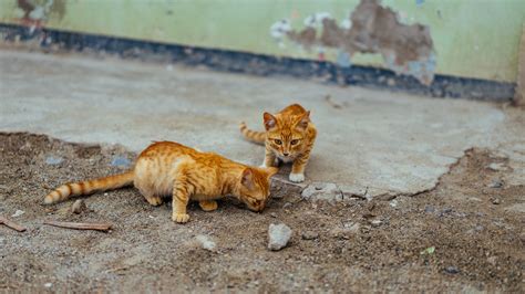 Wallpaper Id 214098 Two Ginger Cats Playing In Dirt Near An Old