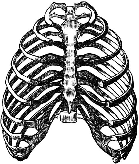 Heart And Rib Cage Drawing ClipArt Best