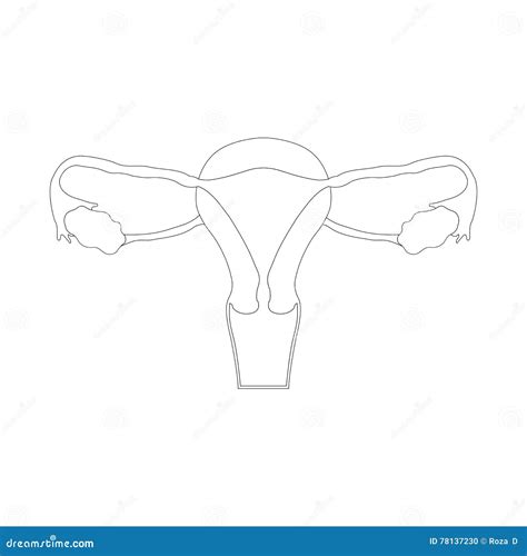 Sistema Reproductivo Femenino Ejemplo A Mano Del Bosquejo Del Circuito