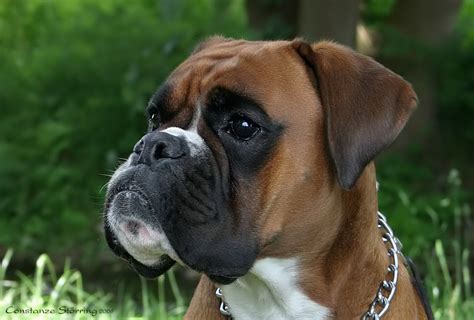 Hund magnete, boxer hund schürzen. Boxer-Vielfalt II Foto & Bild | tiere, haustiere, hunde ...