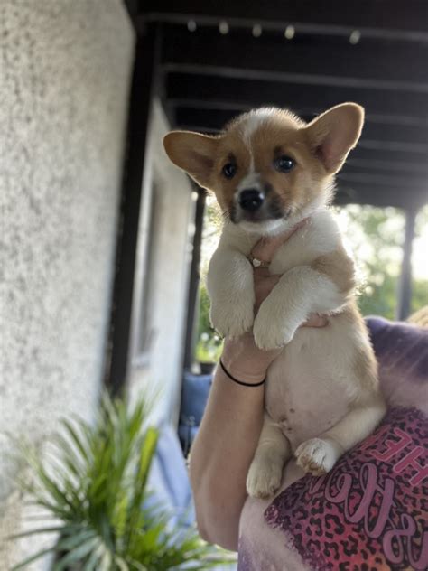 Pembroke Welsh Corgi Puppies For Sale Indianapolis In 538384
