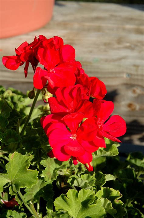 Fidelity Magenta Geranium Pelargonium Fidelity Magenta In Long