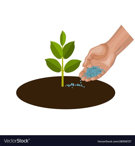 Hand Giving Fertilizer To Young Plant Royalty Free Vector