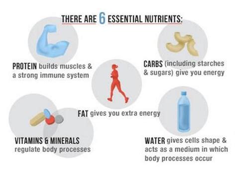 6 Essential Nutrients Planning 10