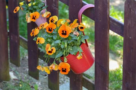 Pansies Of A Potty Hanging On A Fence Stock Image Image Of Botany