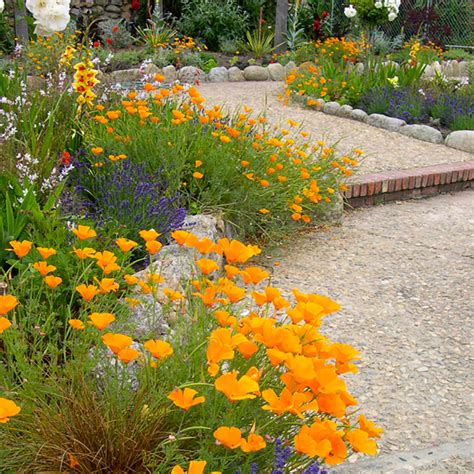 The colors are more brilliant if the plant receives full sun. Drought-Tolerant Garden Design | Voices