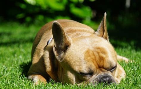 Why are my french bulldog's ears floppy and down? Smelly French Bulldog? Here's Why & How To Help It - Let's ...