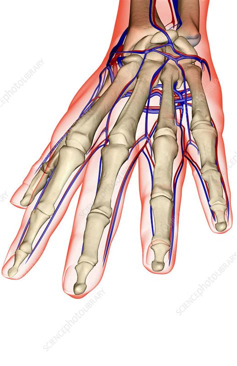 The Blood Supply Of The Hand Stock Image F0015266 Science Photo