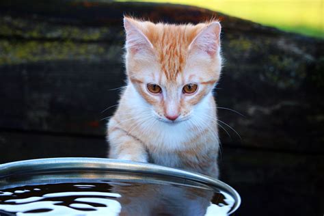 Why Are Cats Afraid Of Water How Can We Fix It Mad Paws Blog